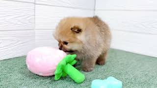 ポメラニアンの動画01