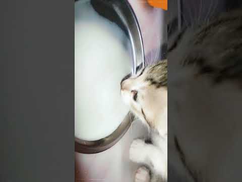 new born kitten drink milk || cute new born kitten || meow meow|| kitchen queen