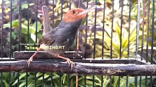 Download lagu suara prenjak merah jantan gacor ⁉️ MP3 PIKAT burung pernjak ciblek liaran di alam paling AMPUH mp3