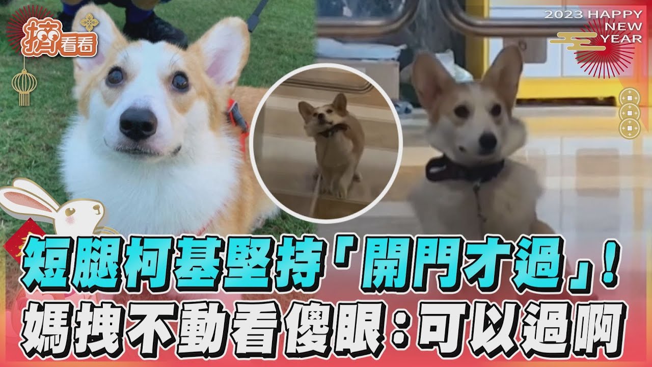 影音/短腿柯基堅持「先開門」! 媽拽不動傻眼:可以過啊