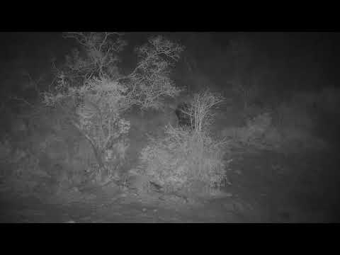 Djuma: Lone Elephant gets quick drink at the dam - 22:05 - 10/18/21