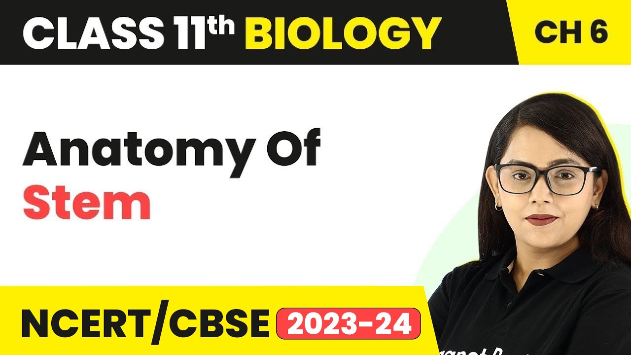 Anatomy of Stem - Anatomy of Flowering Plants | Class 11 Biology