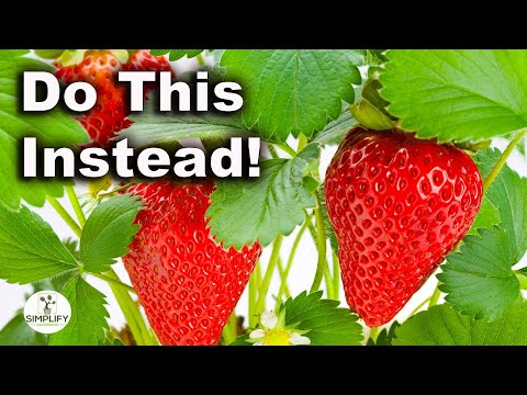 Do THIS For AMAZING STRAWBERRY Harvests This Year!