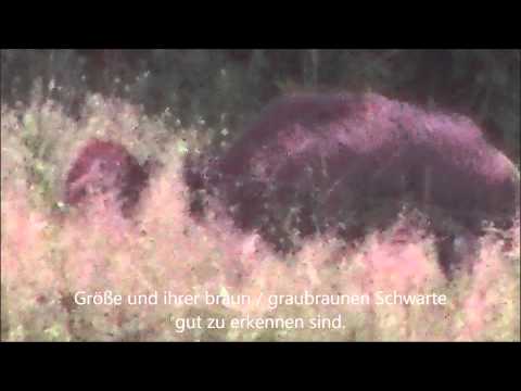 Sauen anpirschen teil 2.