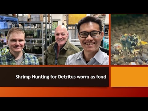 Detritus worm as Shrimp Food