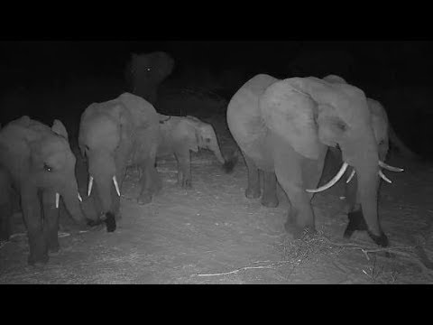 Djuma: Fang and her Elephant herd get a night time drink - 23:37- 10/06/19