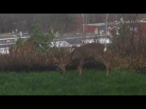 Rådjur gillar inte ljud och annat som skrämmer dom.
