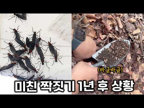 러브버그 대습격 1년 뒤, 땅속을 파보니 일어난 일