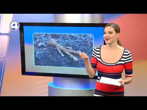Необычные новости в мире: гуси, холодильник с деньгами и куклы
