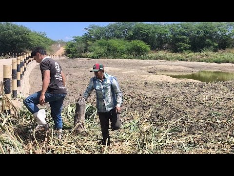 ESTAMOS PLANTANDO O CAPIM-AÇU NO RIO DENTRO DA LAMA EM BONSUCESSO NA PARAÍBA SOLEDADE PB