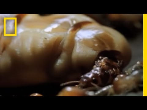 Termite Queen Lays Millions of Eggs | National Geographic