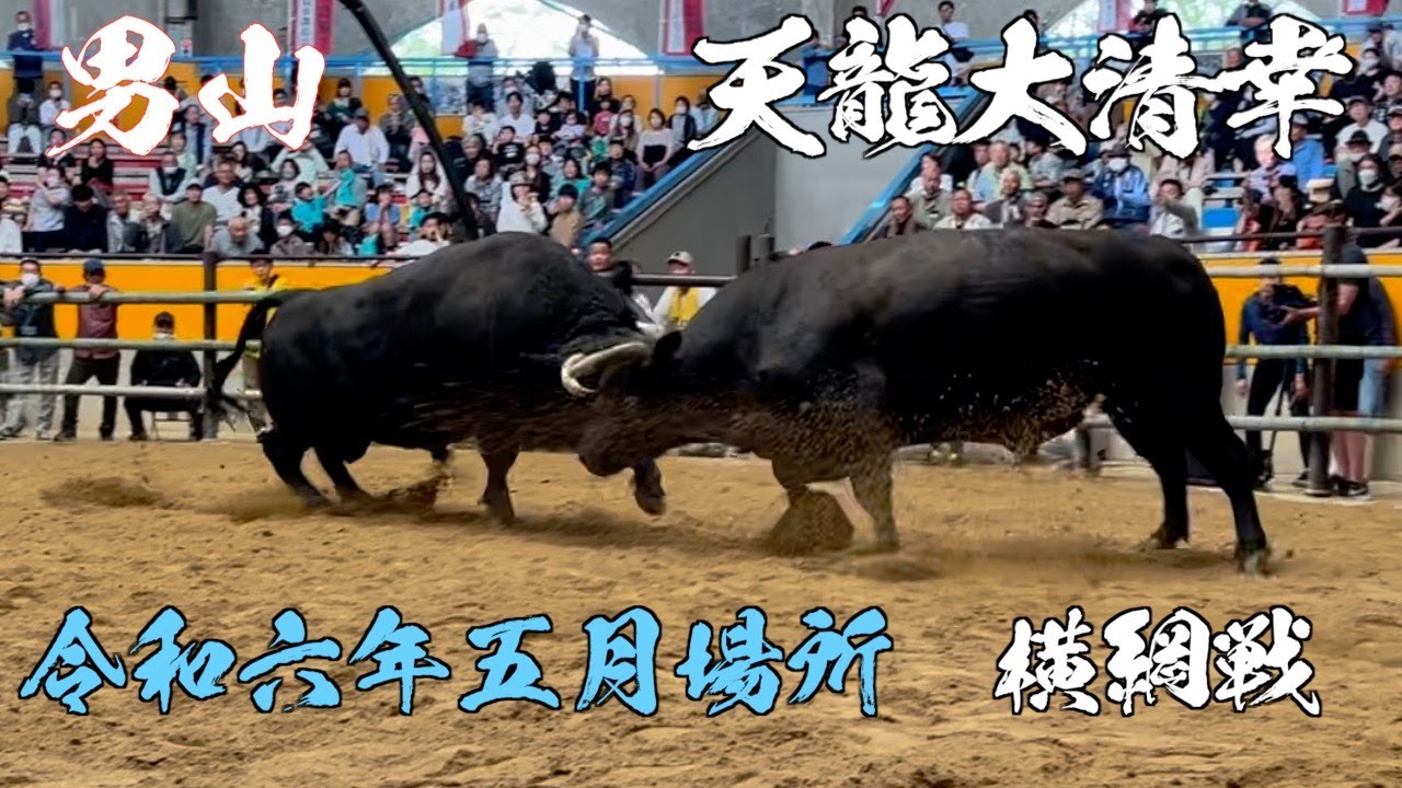 宇和島闘牛 令和六年五月場所 横綱戦 男山 vs 天龍大清幸