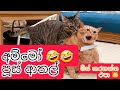 අම්මෝ පූස් ආතල් FUNNY CATS Sinhala FUNNY CATS Athalmemes Memes Youtubeshor