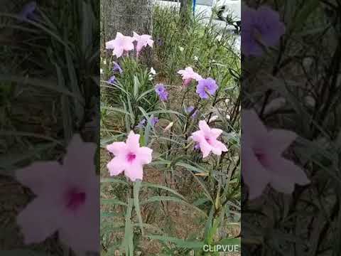 pastel colour flowers