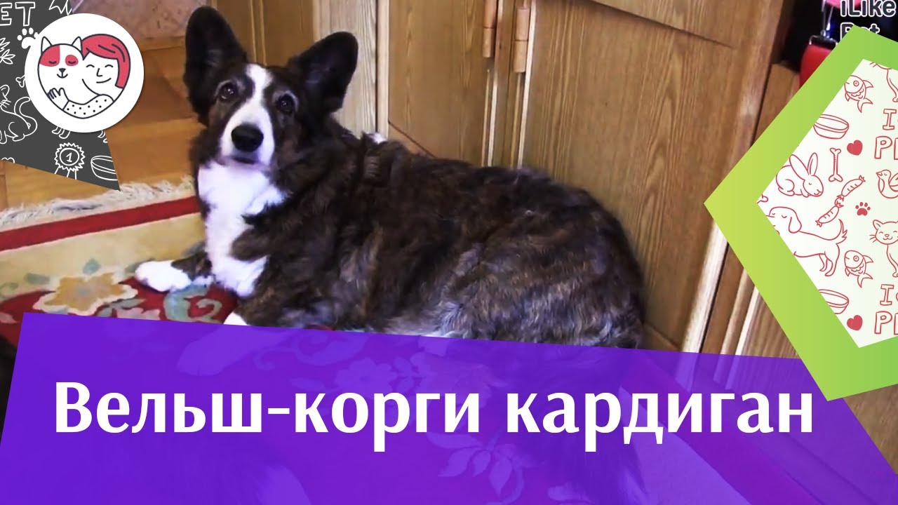 Вельш корги кардиган на ilikepet