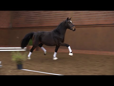 H-S HIGHNOON, Wallach von Homer - Top Debino