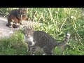 A Fluffy Cat Under Fir Tree And Young Tabby Cat
