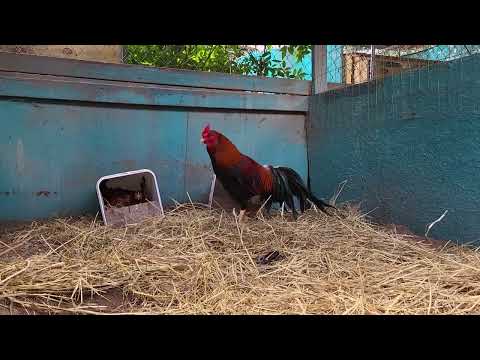 Asil Red Indigo with some Asil sweater hens