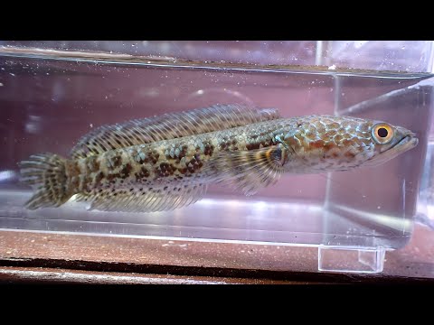 スネークヘッド 植物