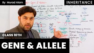 Gene and Allele (Locus,Genotype,Phenotype,Dominant,Recessive) l Biology 10th in Urdu/Hindi