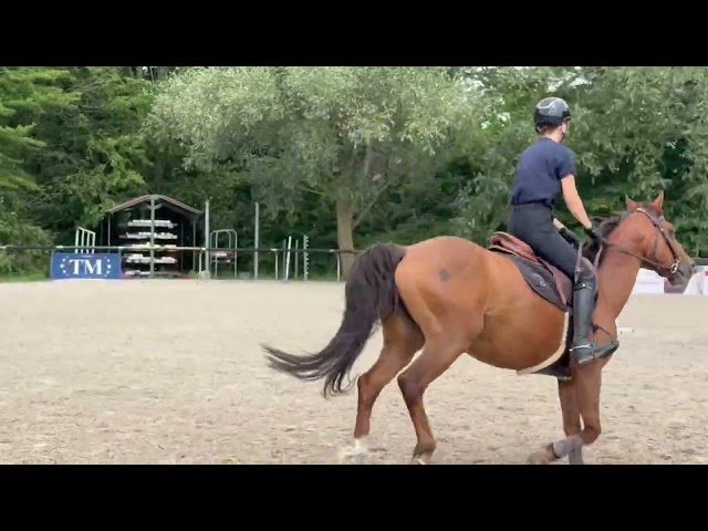 &Agrave; vendre Ponette de 11 ans 