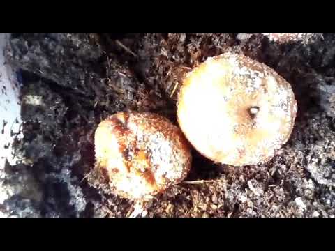 Worm farming + red wigglers update  #Dendrobaena veneta #vermicomposting