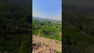 Download lagu Long Drought, Crops Drying Up #centraljavarurallife #longdrought mp3