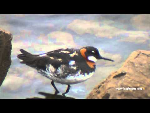 Falaropo picofino ( Phalaropus lobatus ) Red-necked Pha