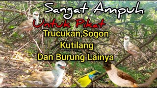 Download lagu Suara Pikat Trucukan Ribut Kombinasi Kutilang Kejepit Dan Sogon mp3 Download lagu Suara Pikat Trucukan Ribut Kombinasi Kutilang Kejepit Dan Sogon mp3