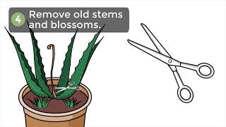 How to Trim an Aloe Vera Plant