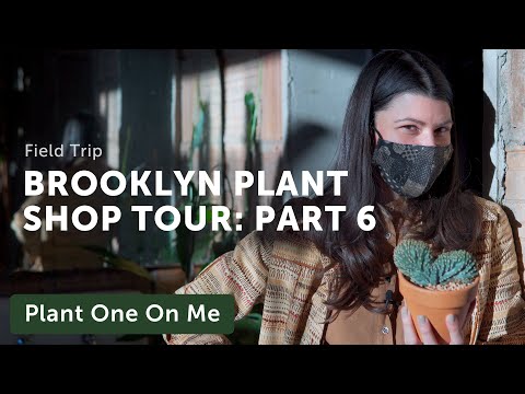 Brooklyn Plant Shop Tour: Tula Plants & Design (6/6) — Ep. 223