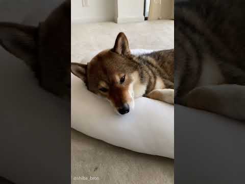 The Shiba Bros LAYR Bed Sheet Review #shibainu #sleepingdogs #layrdog #dogs