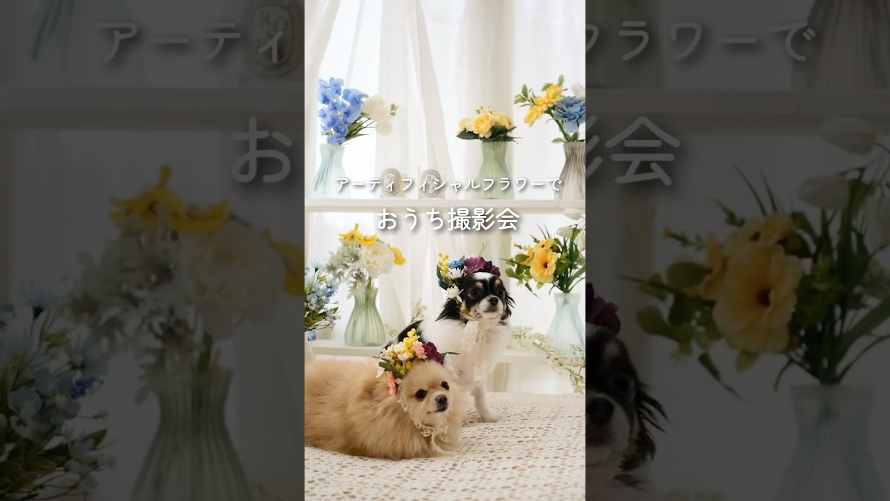 ワンコとおうち撮影会 #アーティフィシャルフラワー #造花 #おうち撮影会