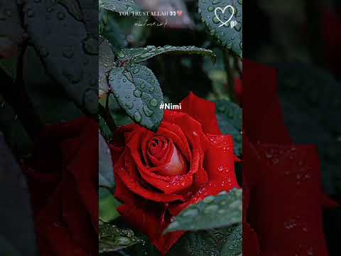 #Trust Allah#trendingshorts #islamicvideo #youtbe_shorts #nimra #nature