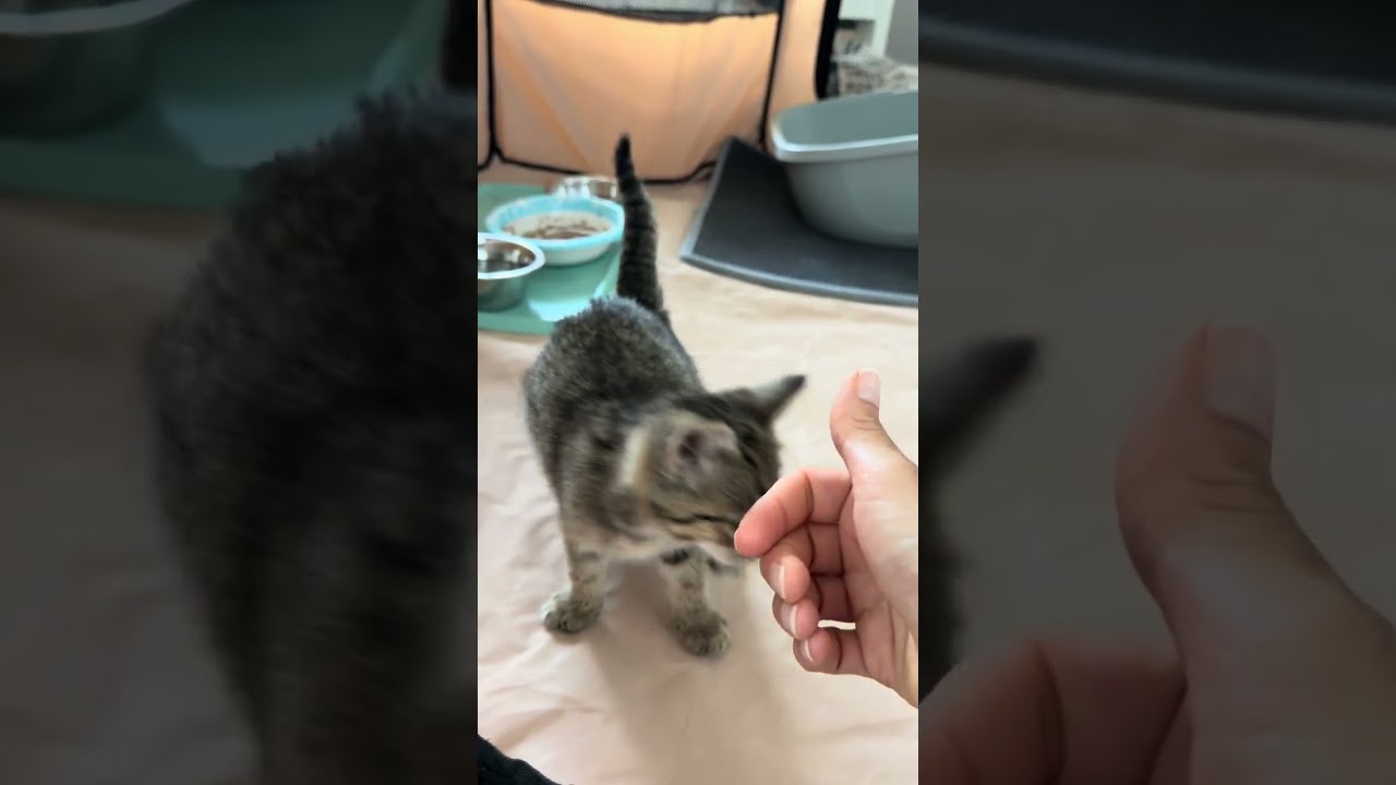 Stella, an adopted Domestic Short Hair in CANONSBURG, PA video 3/5