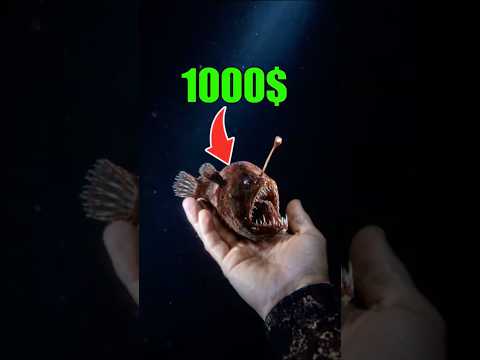 Buscando TESOROS marinos de NOCHE #playa #peces #animales #viajes