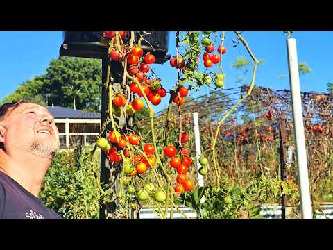 HANG'EM HIGH Tomatoes! EASY Lazy Way to GROW at Home!