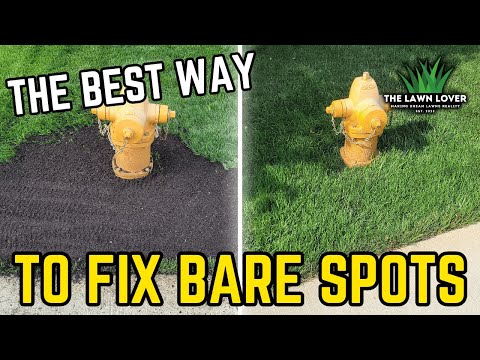 Foolproof Solution For Bare Spots In Your Lawn: TurfMend #diylawncare