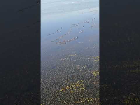 Surpresa em Remanso-Ba