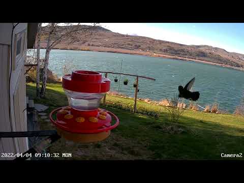Anna's Hummingbirds - April 4, 2022