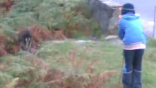 preview picture of video 'Daniel Peter Mac Monagle (12) Deer Stalker Killarney 2009'