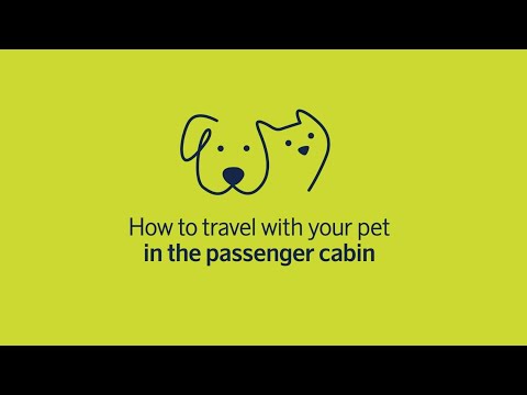 Travelling With Your Pet Inside The Passenger Cabin