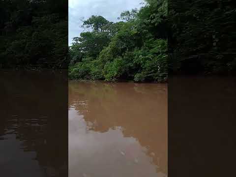 Atrás dos peixes rio cuiaba santo Antônio do Leverger #riocuiaba #mt #matogrosso #pescaria #pacu