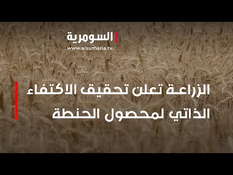 شاهد بالفيديو.. الزراعة تعلن تحقيق الاكتفاء الذاتي لمحصول الحنطة