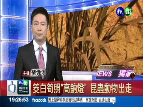 筊白筍照"高鈉燈" 昆蟲動物出走
