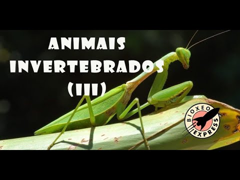 Vídeo: Animais invertebrados III