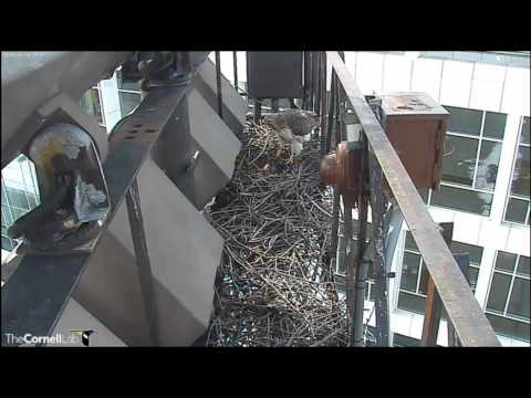 Cornell RTHA Cam  Ezra Comes Calling!     2:36 pm  _3.10.14_