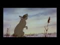 "Bright Eyes" - Watership Down