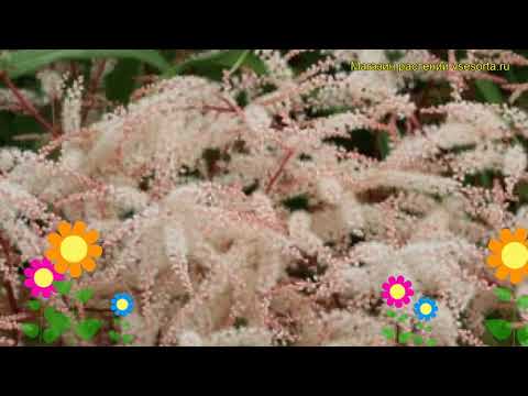 download lagu mp3 mp4 Aruncus Dioicus Zweiweltenkind, download lagu Aruncus Dioicus Zweiweltenkind gratis, unduh video klip Aruncus Dioicus Zweiweltenkind