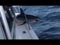 Shark Jumps Onto Fisherman S Boat